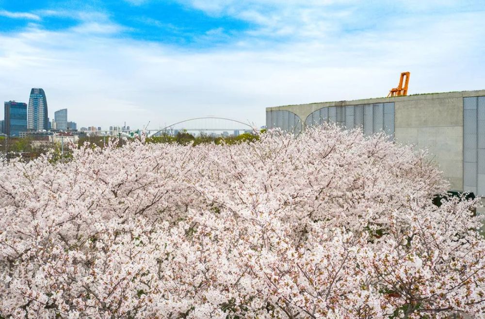 网友拍摄的龙美术馆前的樱花美得犯规