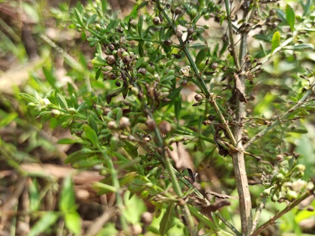 路邊常見的一種雜草,其實它作用還是很多的|野甘草|冰糖草