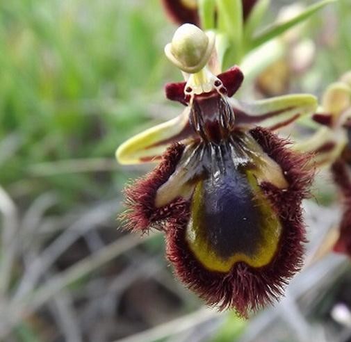 兰花们的"心机"_腾讯新闻