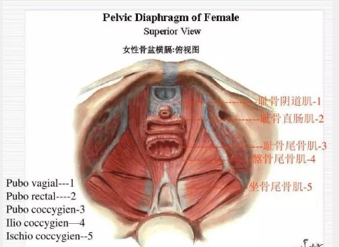 很多产妇都会遇到,孕期就得学会预防!