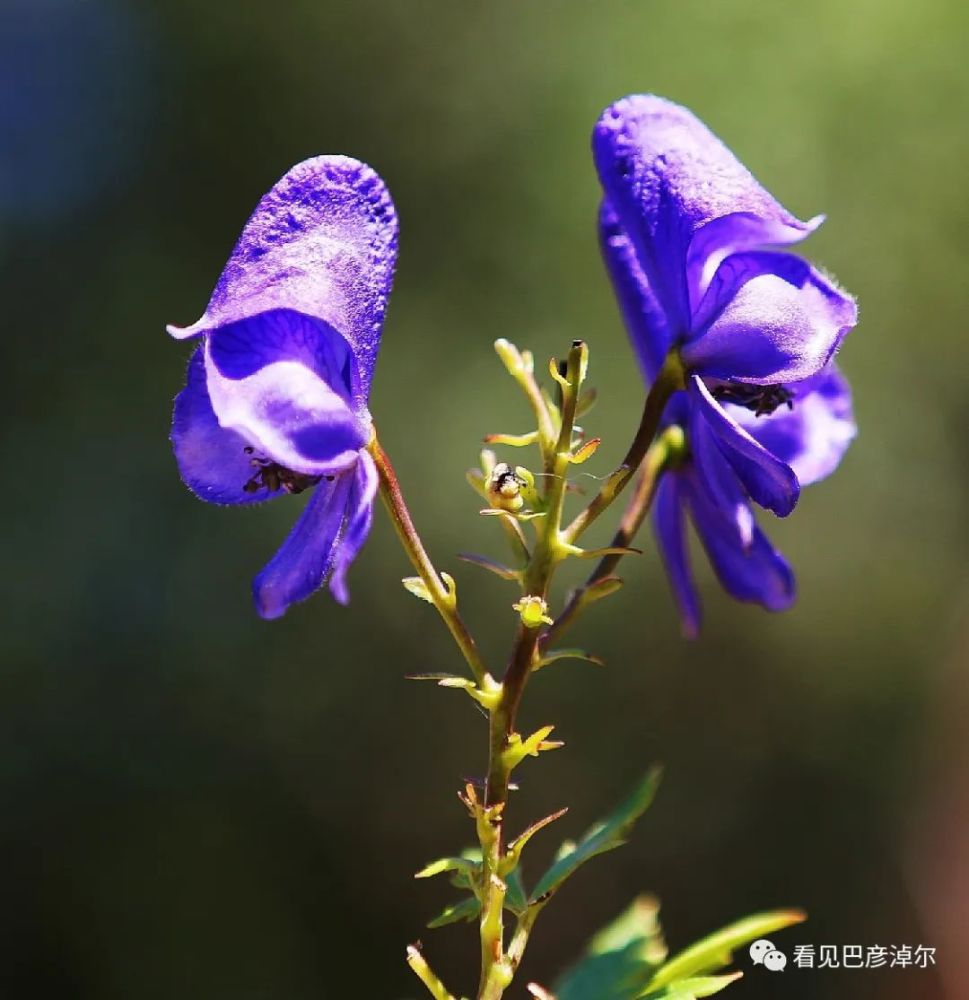 这里有一个让你沉醉的花花世界