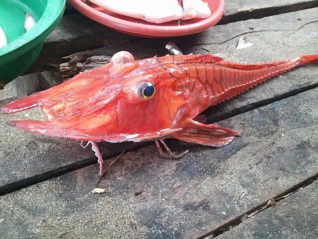 鱼市里出现罕见天价红色怪鱼网友一问才知道它值得这个价