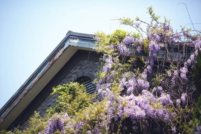 超梦幻童话里的紫藤屋檐就藏在上海这条800岁的老街里