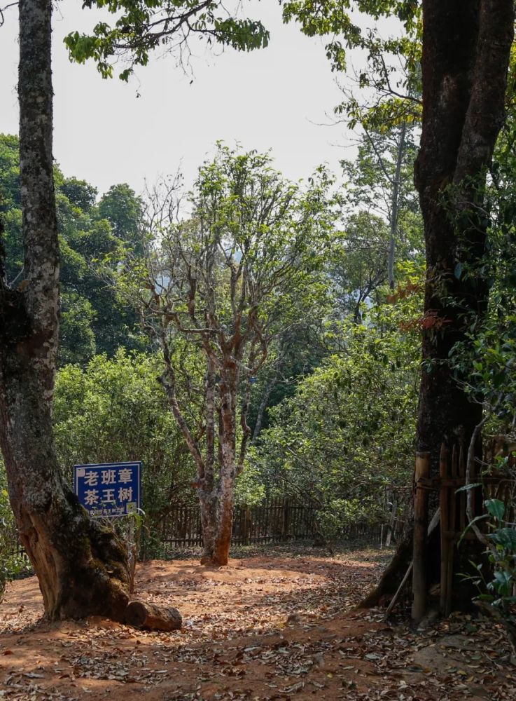 老班章茶王树,你还好吗?