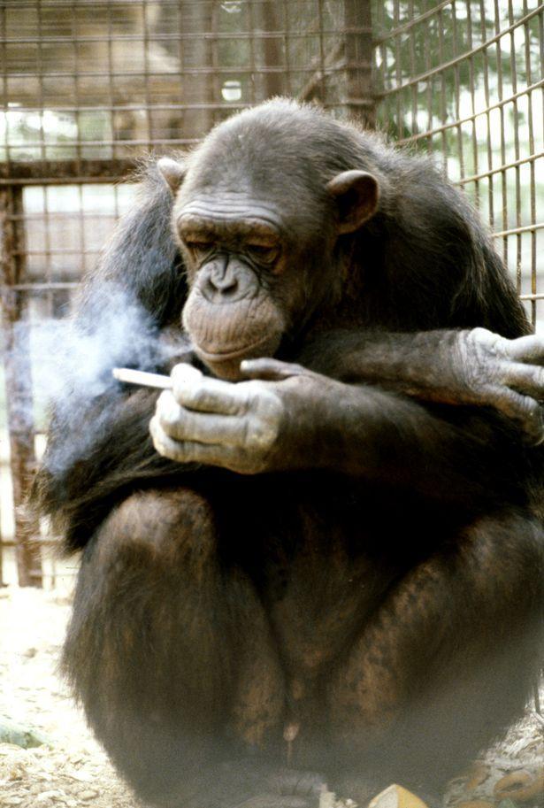 猴子抽烟照片图片
