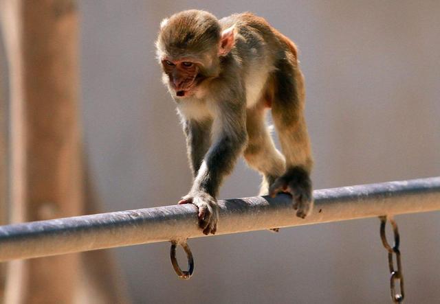 平顶山动物园小猴跳"钢管舞"火了,傻里傻气引路人围观