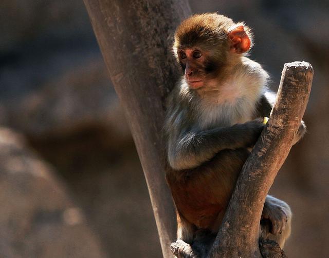 平顶山动物园小猴跳钢管舞火了傻里傻气引路人围观