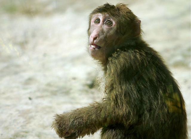 平顶山动物园小猴跳钢管舞火了傻里傻气引路人围观