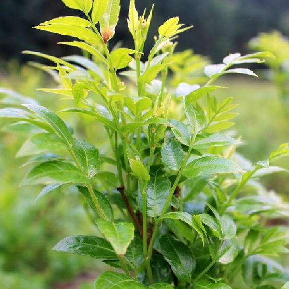 普洱茶加盟：品茗古韵的新篇章