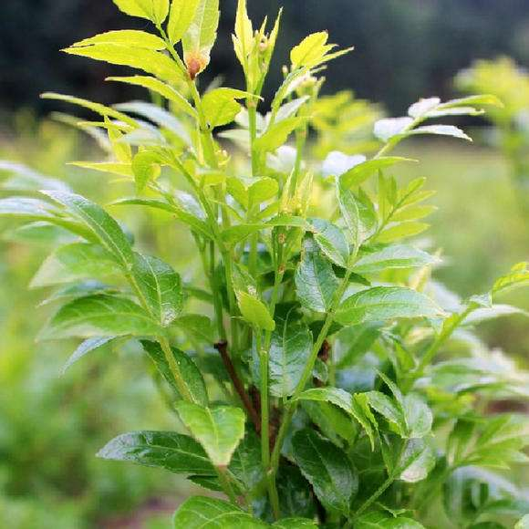 莓茶|茶葉