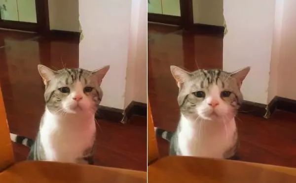 猫咪撇嘴好委屈近看眼中含泪网友心疼快让我抱抱