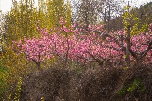 濟南南部山區百花盛開桃花梨花爭奇鬥豔奼紫嫣紅惹人醉