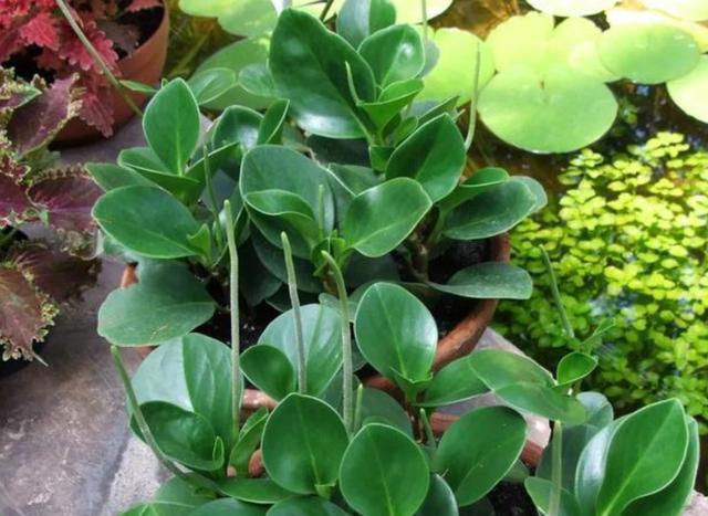 盆栽懒人花就养圆叶椒草,注意4件事,养出盆盆斑纹清晰的碧玉