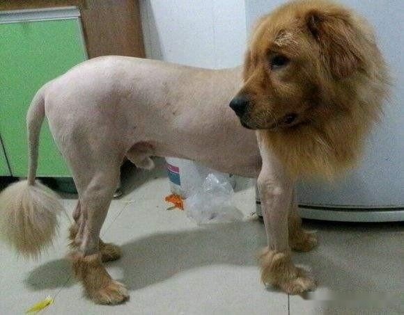 看看剃毛后的老虎与藏獒的差别,就知道了