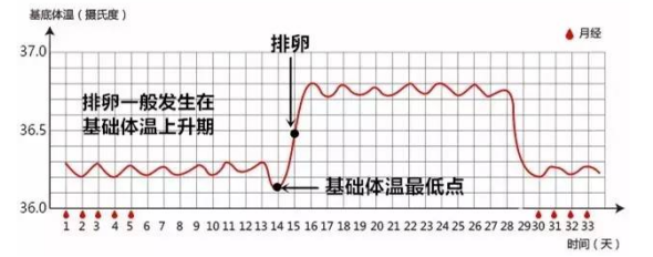 樹袋寶寶教你從基礎體溫表看最佳受孕時間