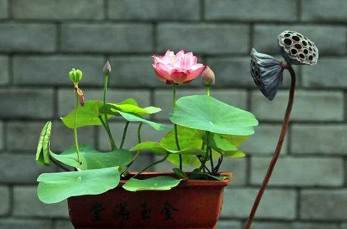 家庭养花选它 颜值超荷花 丢水里就能活 开出满盆花 腾讯新闻