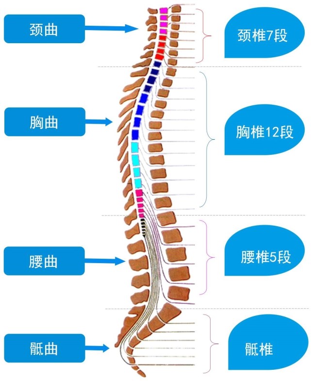 骶椎位于对耳轮上下脚起始部隆起处至肾穴外上方这