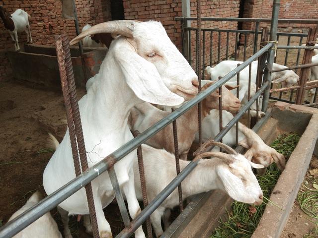 农村养羊如何年收入10万元以上,按照这几个原则,可行!