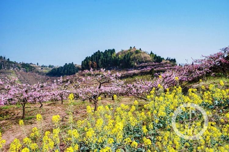 合川太和镇桃花山图片