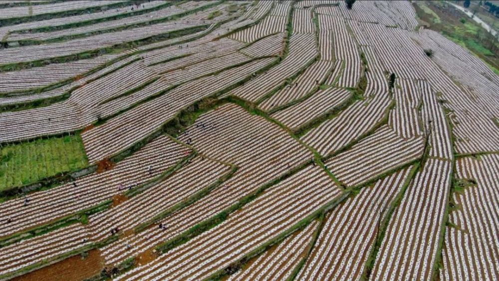 航拍下的貴州納雍寨樂鎮雙山壩區3000畝辣椒連片種植示範基地雄偉壯觀