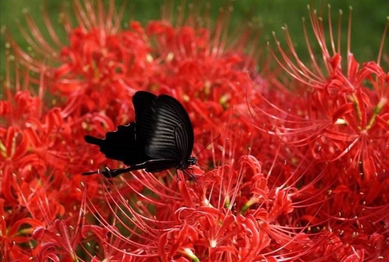 黑暗之花 最凄美的花 腾讯新闻