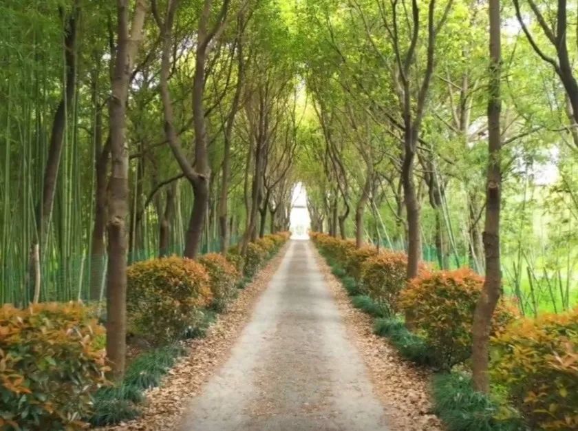 足不出沪来青浦竹博园观竹影阑珊