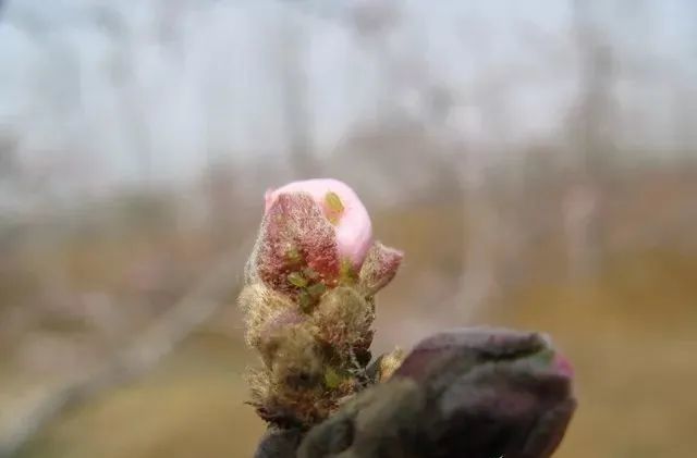 (果樹微課堂)第一關鍵時期:桃蚜越冬卵會伴隨桃樹花芽和葉芽萌發而