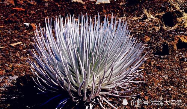 银箭草最奇特地方,就在于它顽强的生命力,这种花朵暂时只发现只生长在