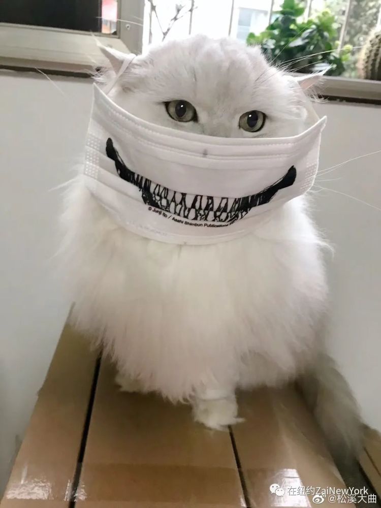 老虎也得戴口罩?