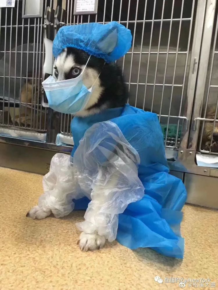 老虎也得戴口罩?