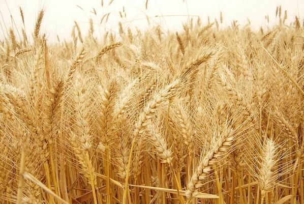 玉米大米小麦三大主粮价格上涨?是不是真的缺粮?官方回应来了!