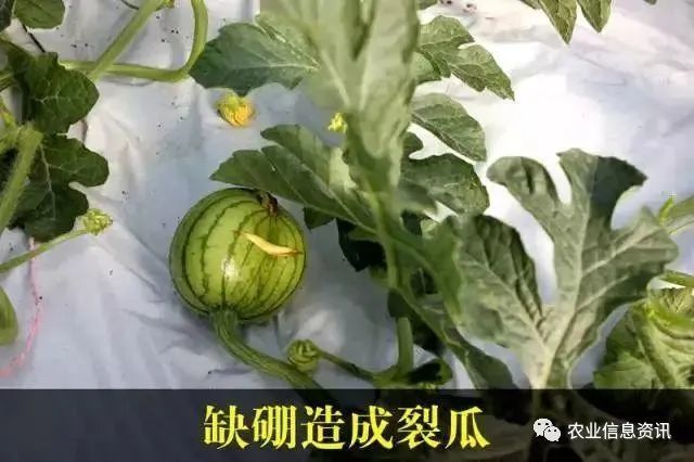 缺硼会蕾而不花,花而不实