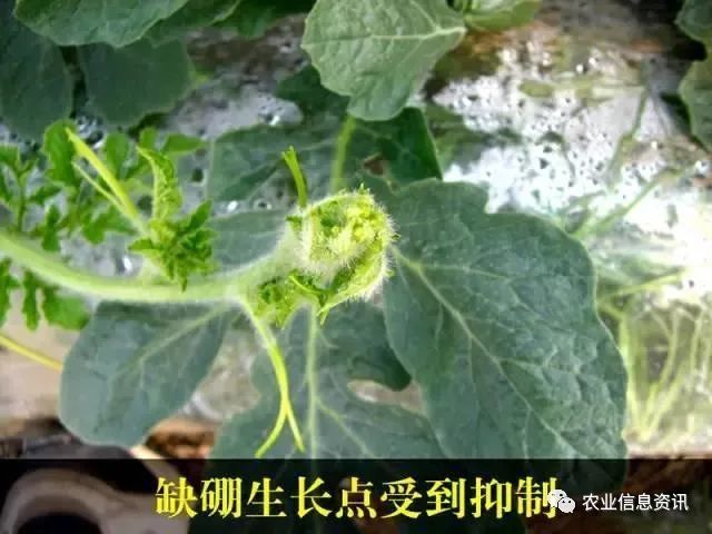 缺硼会蕾而不花,花而不实