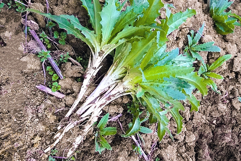 俗称"七七菜"可祛瘀消肿,曾是穷人救命菜,如今沦为杂草