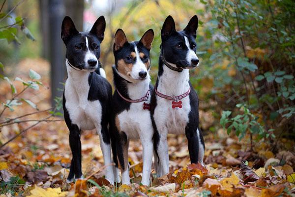 狗狗品種介紹圖鑑17期貝生吉犬