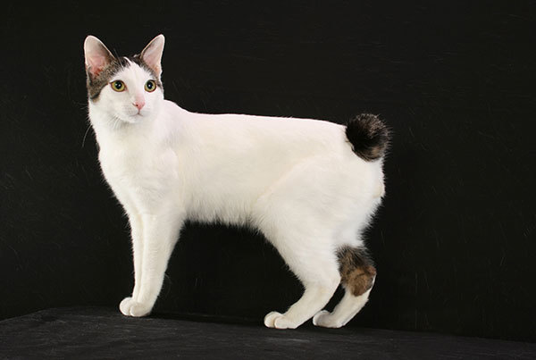 猫猫品种介绍图鉴18期日本短尾猫