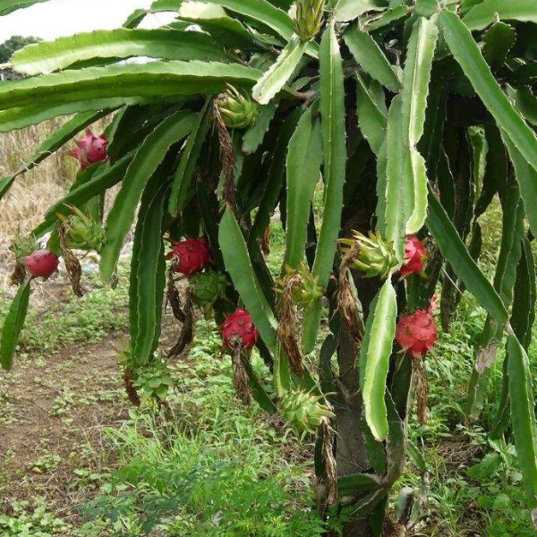 火龙果|火龙果种植移栽方法