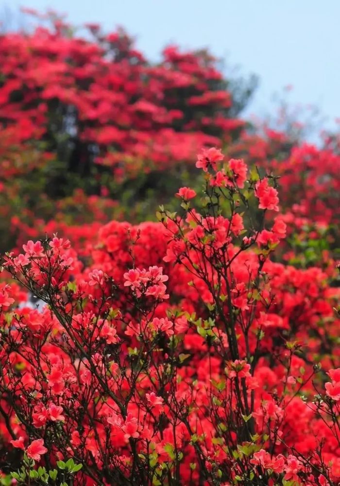 杜鹃花开放季节来了,就在清远这个地方!