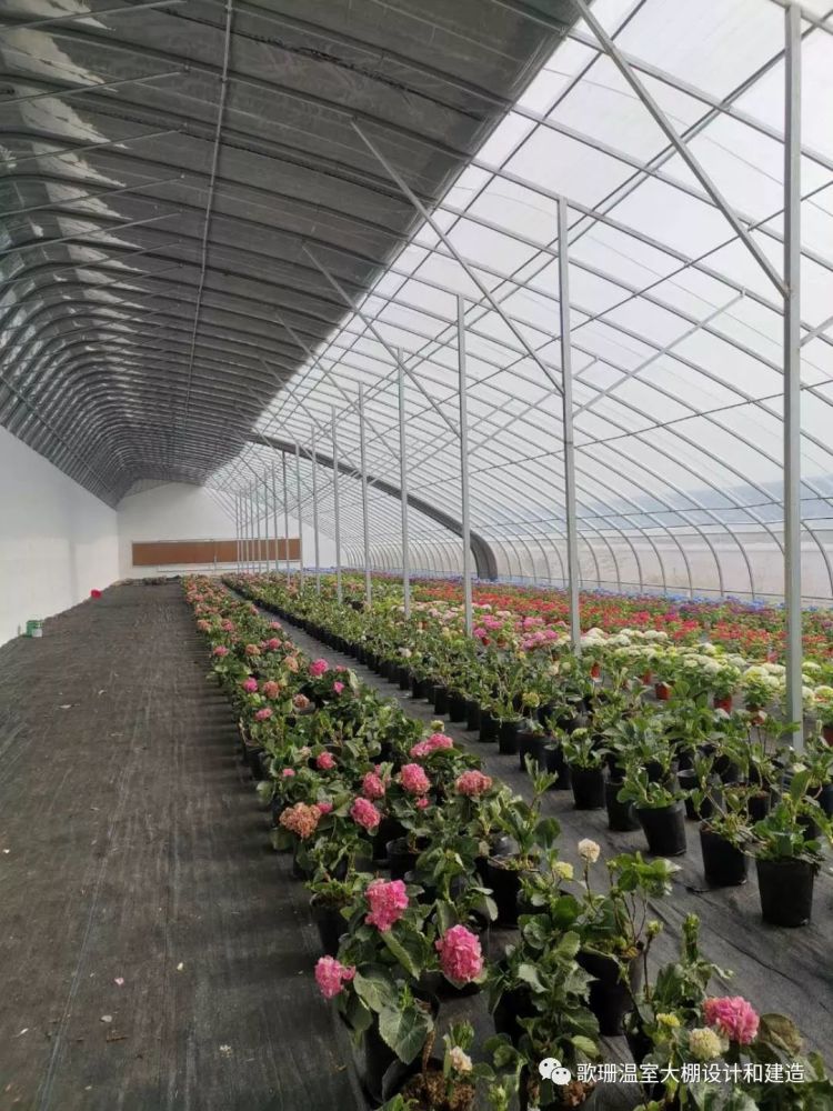 常用节能日光温室大棚有哪些种类 腾讯新闻