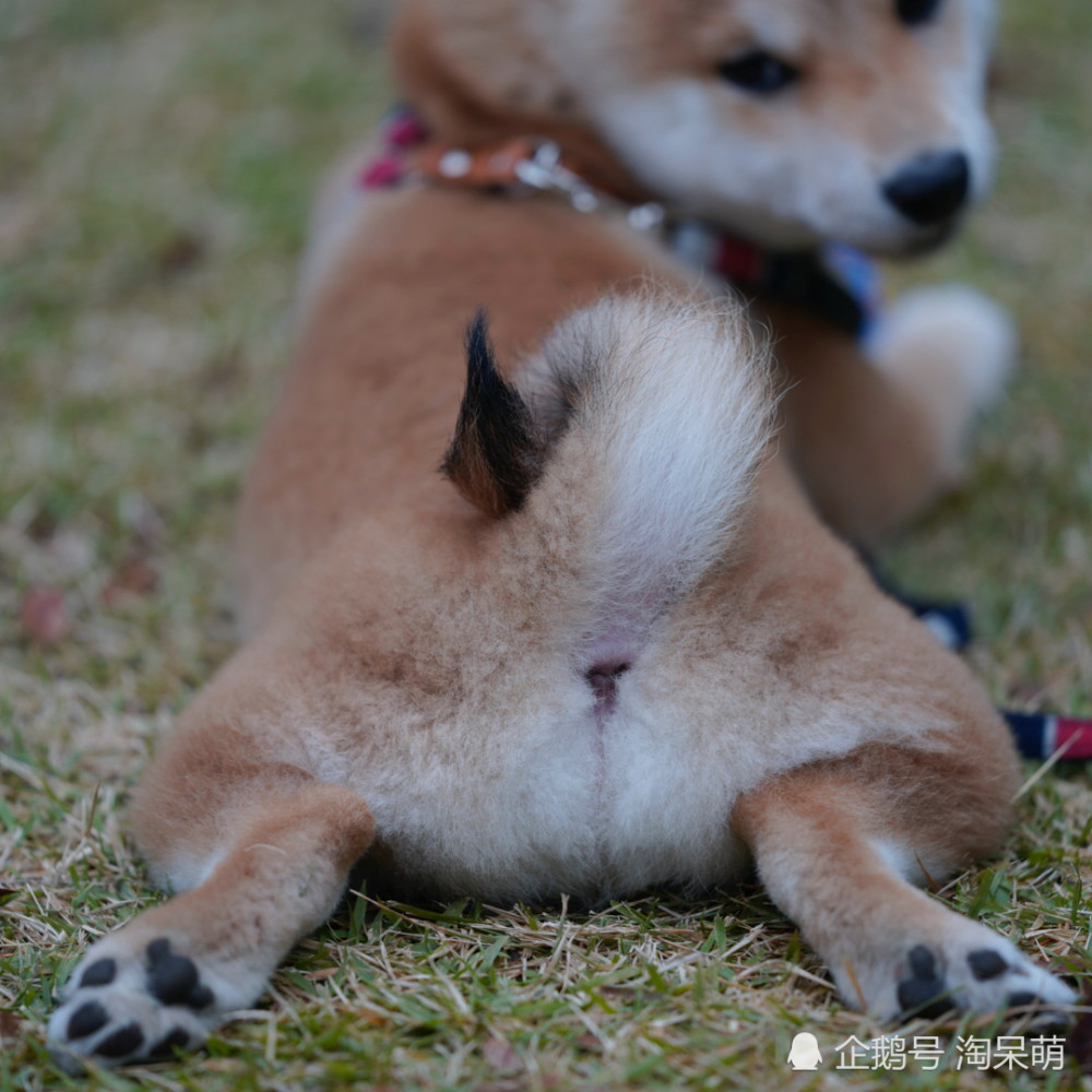 如此呆萌可爱的狗狗 这是小豆柴吗 腾讯新闻