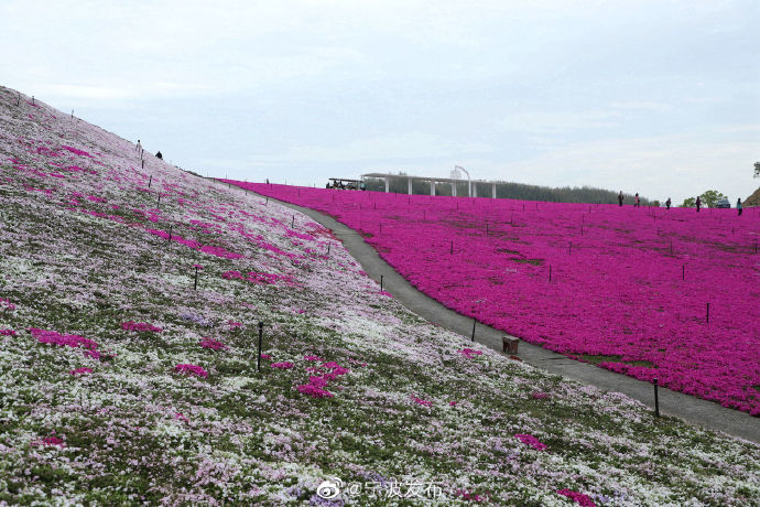 宁波江北绿野山庄的芝樱花开好了