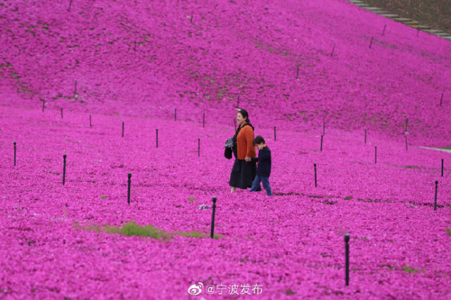 宁波绿野山庄樱花图片