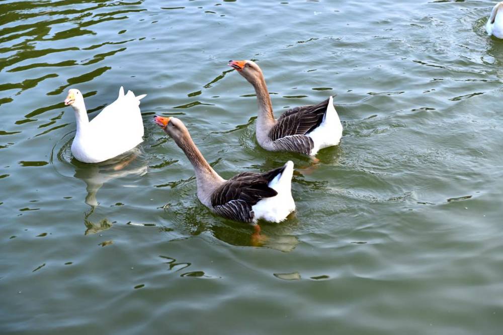 鱼塘养鹅的优势有哪些呢?