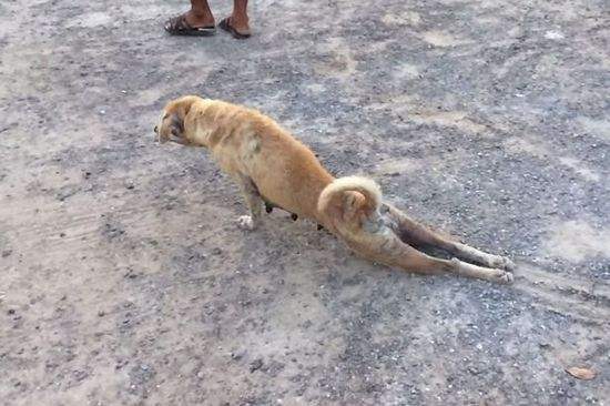 人老经验丰富狗老也会成精实际上是对事物认知的经验积累