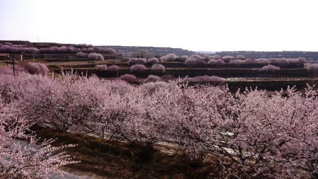 網絡山花節寧夏彭陽帶您雲端賞花