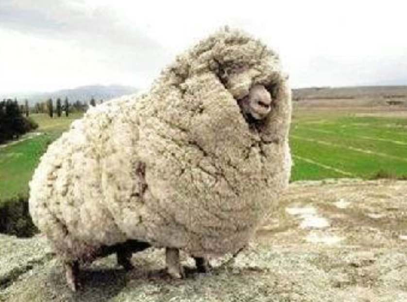 世界上最没有骨气的绵羊,逃跑6年以后还跑回来要求剪羊毛,网友笑喷!