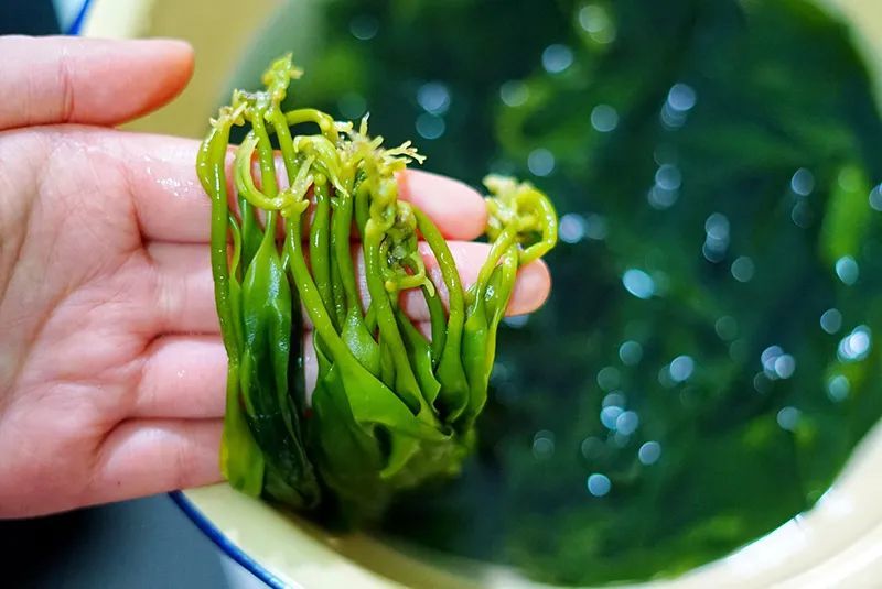 薄如蝉翼的海带嫩芽火锅界的网红新菜烫3秒就可以吃