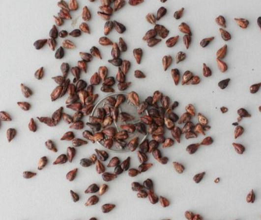 3种水果籽儿放花盆30天长成漂亮小绿植也许还能结满果