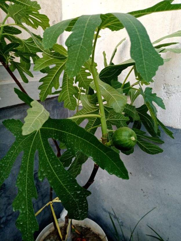 春天养盆无花果,2个月果子挂满枝,1次结果100个!
