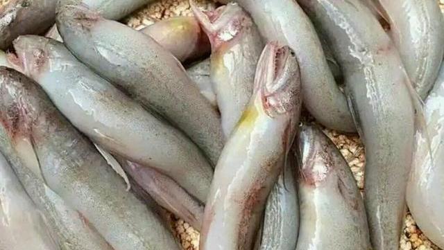 这5种鱼纯野生,没办法人工养殖,价格便宜,内行人都推荐买这些